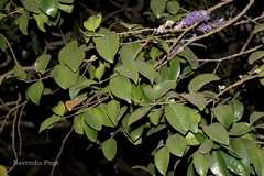 Memecylon umbellatum